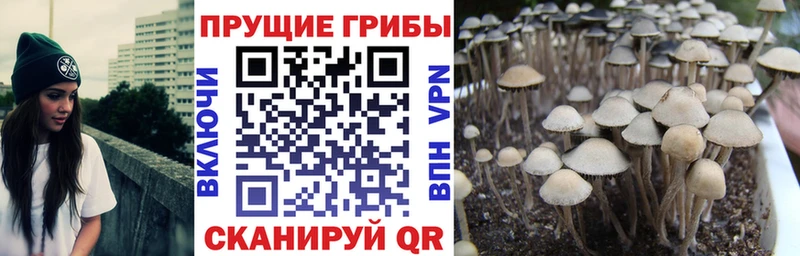 Галлюциногенные грибы GOLDEN TEACHER  Сураж 